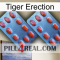 Tiger Erection 05